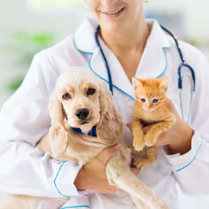 Find Info on Pet Insurance in [city]